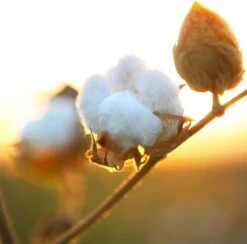 Air Wick Freshmatic Automatische Spray Luchtverfrisser - Pure Zachtheid Van Katoen Navulling - 3 Stuks - Voordeelverpakking -Dagelijkse Benodigdheden Verkoop 1200x1183 6