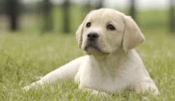 Page Toiletpapier - Eco - Duurzaam - 24 Rollen - Voordeelverpakking -Dagelijkse Benodigdheden Verkoop 1200x697