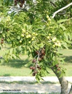 Wasnoten Start 150gr Met Waszakje - Zeepnoten - Natuurlijk Wassen -Dagelijkse Benodigdheden Verkoop 920x1200